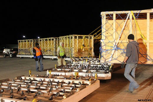 Pregnant Pygmy Goats and International Travel