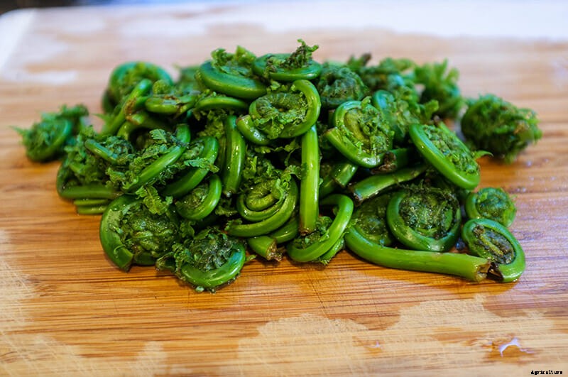 Born to Be Wild: 6 Crops that Resist Being Tamed