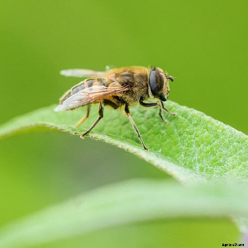 How to Attract Beneficial Bugs