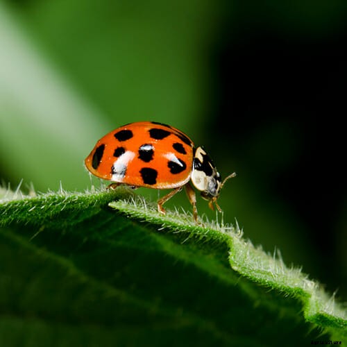 How to Attract Beneficial Bugs