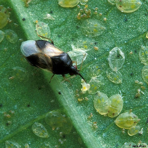 How to Attract Beneficial Bugs