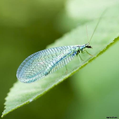 How to Attract Beneficial Bugs