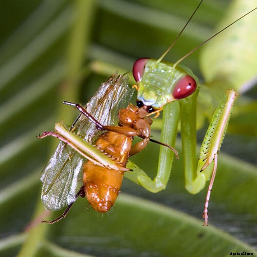 How to Attract Beneficial Bugs