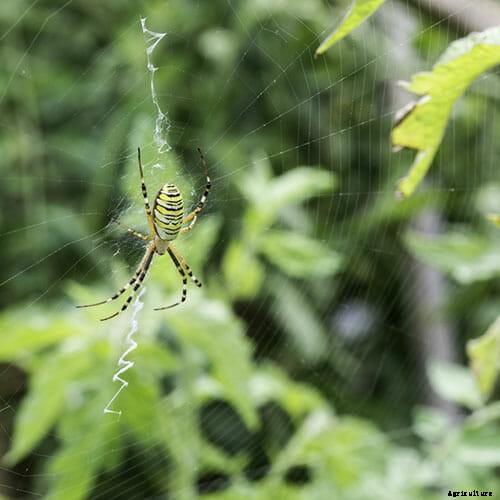 How to Attract Beneficial Bugs