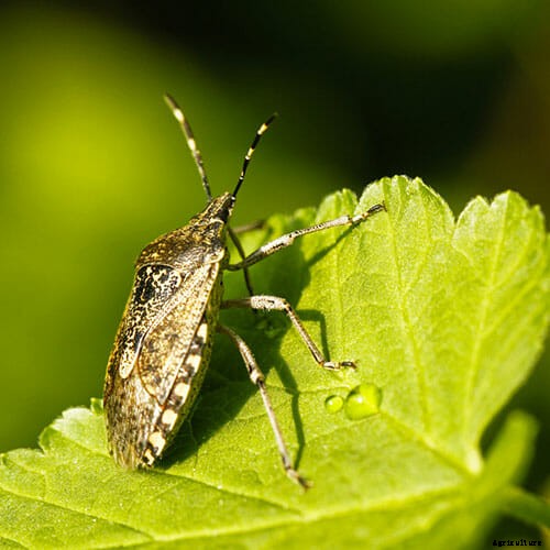 How to Attract Beneficial Bugs