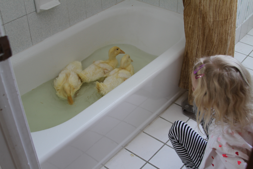 Tales From the Duckside: The REAL Story Behind Owning #BackyardPoultry