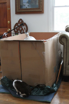 Tales From the Duckside: The REAL Story Behind Owning #BackyardPoultry