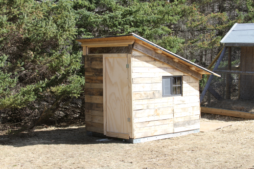 Tales From the Duckside: The REAL Story Behind Owning #BackyardPoultry