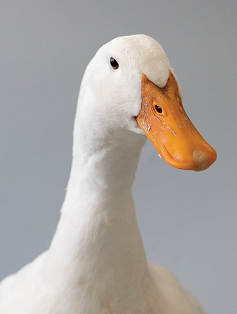 All Your Ducks in a Row