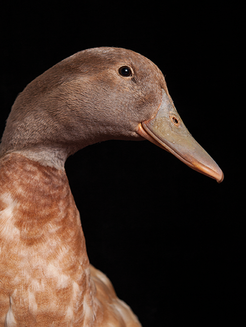 All Your Ducks in a Row