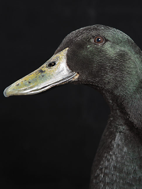 All Your Ducks in a Row