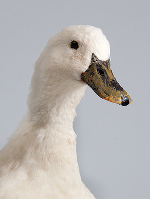 All Your Ducks in a Row