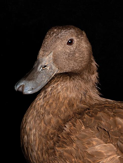 All Your Ducks in a Row