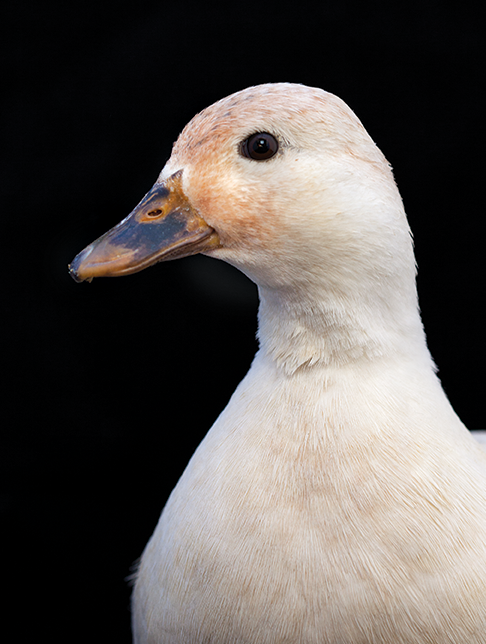 All Your Ducks in a Row