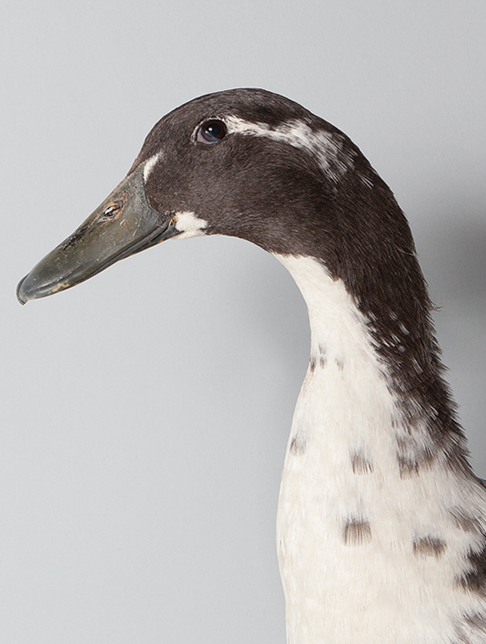 All Your Ducks in a Row