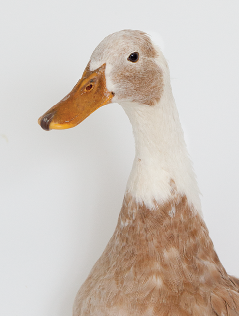 All Your Ducks in a Row