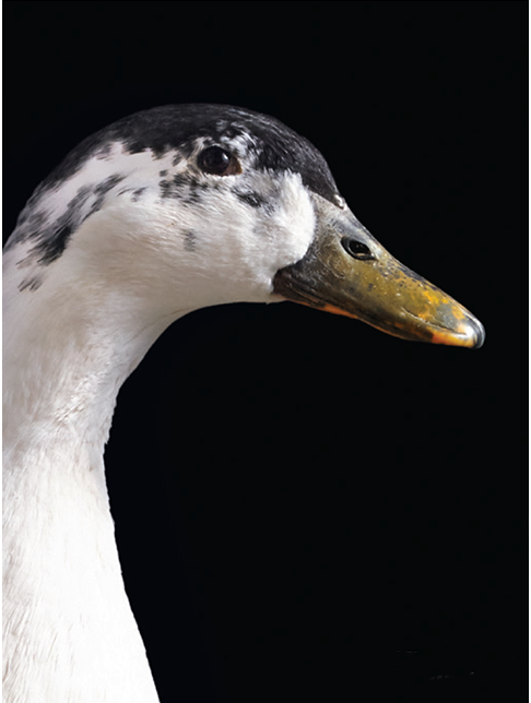 All Your Ducks in a Row