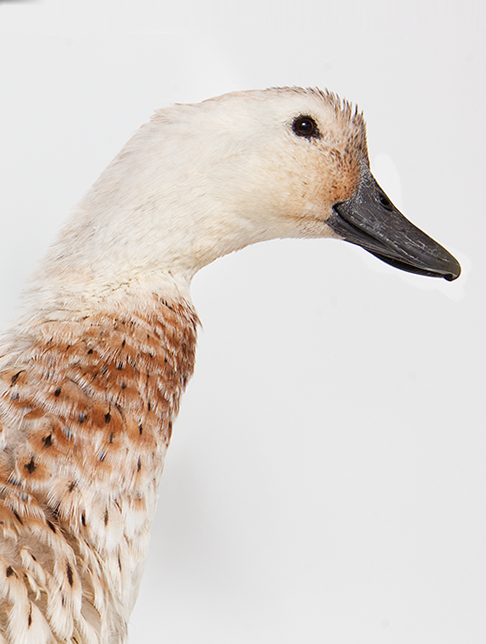 All Your Ducks in a Row