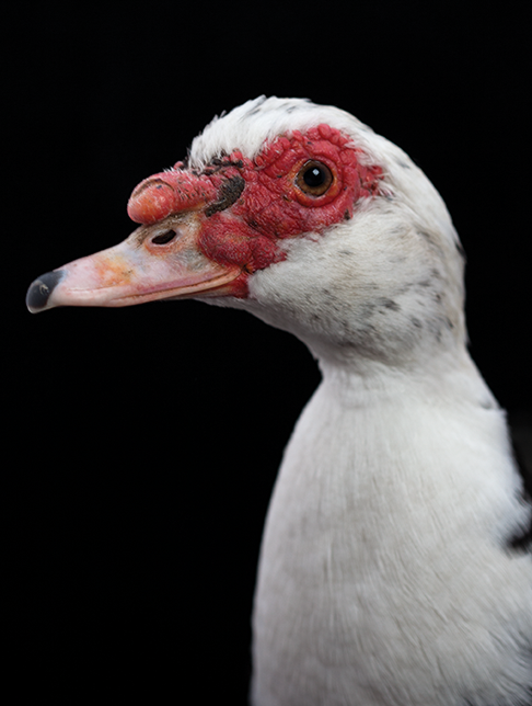 All Your Ducks in a Row