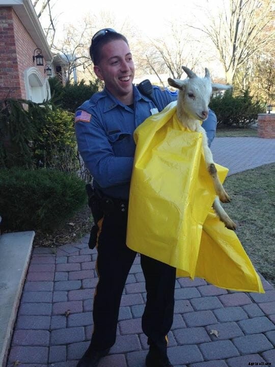 New Jersey Police Arrest Disorderly Goat