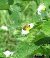 Bee Doctors: A New Way to Protect Fruit?