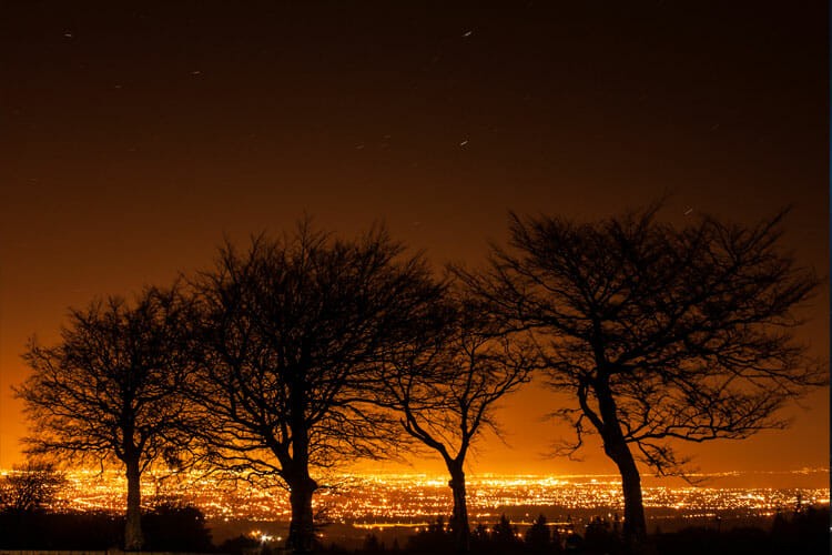 New Study Finds Light Pollution Inhibits Plant Growth