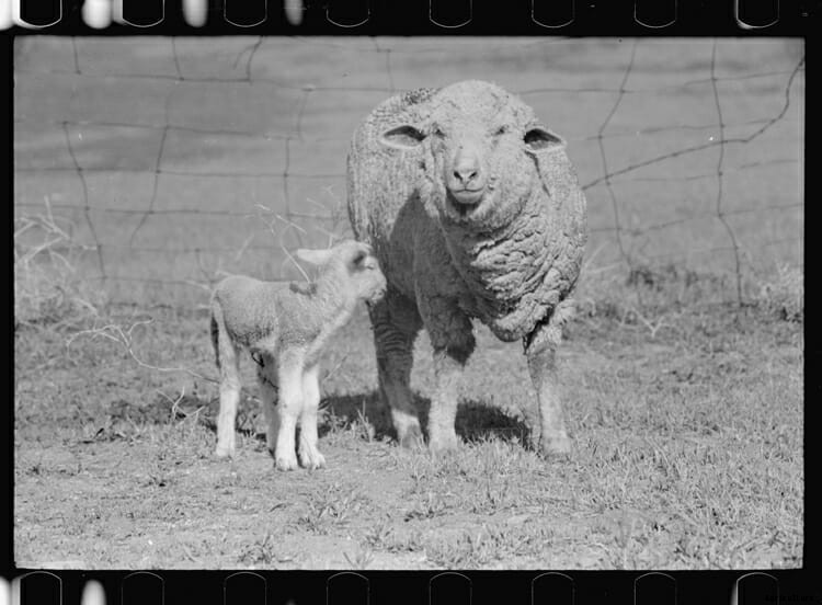 Year of the Goat or Sheep