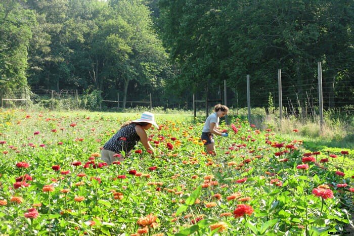 Sustainable Flower Farming