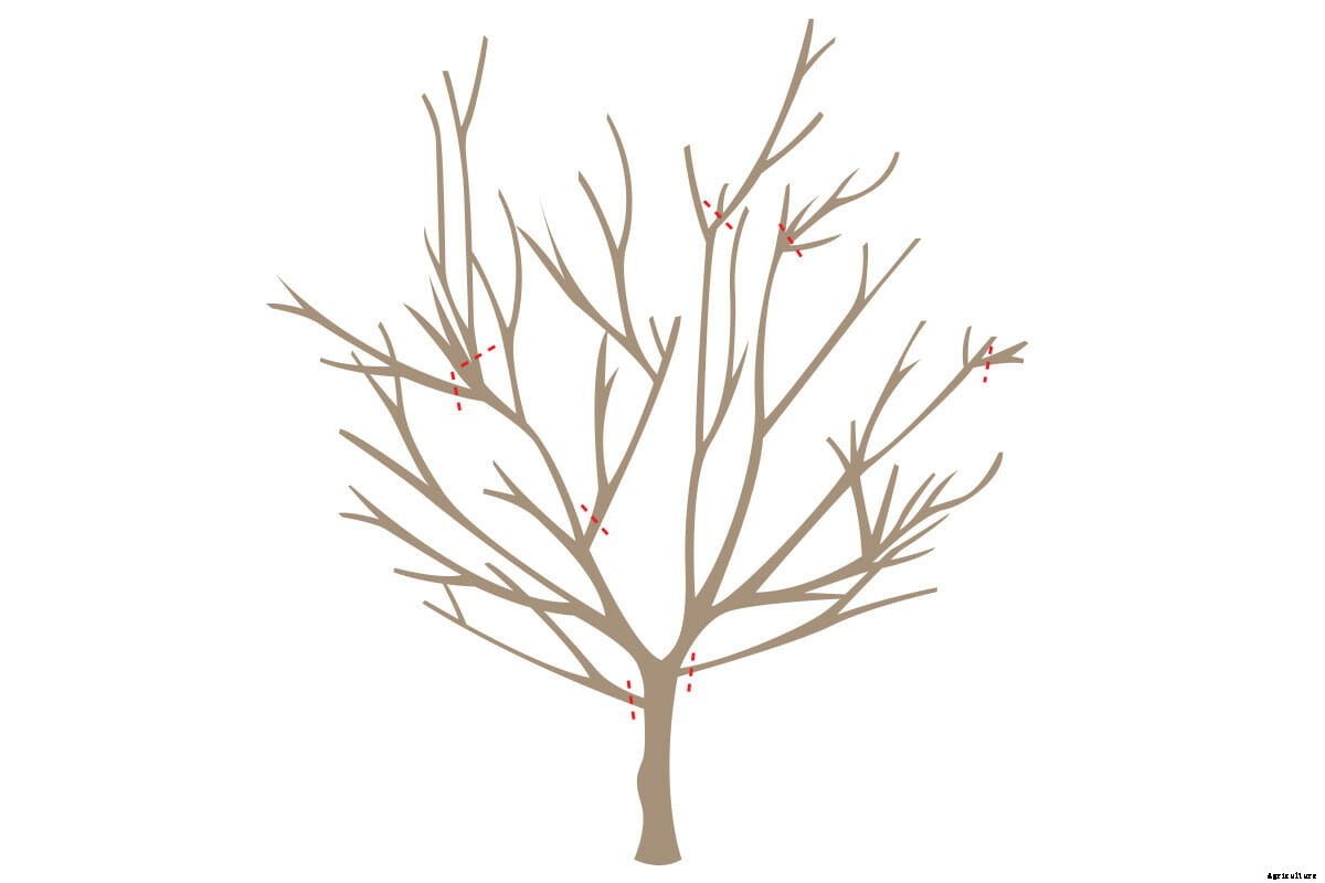 How To Prune Your Fruit Trees