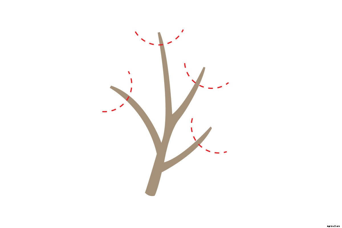 How To Prune Your Fruit Trees