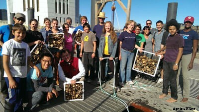 Oysters With a Day Job