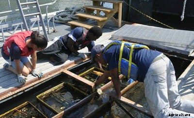 Oysters With a Day Job