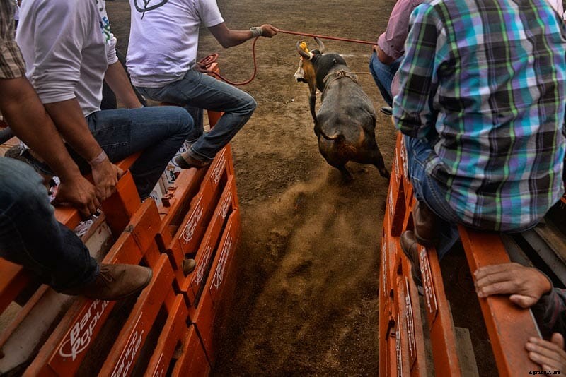 Photo Essay: Bullfighters of Costa Rica