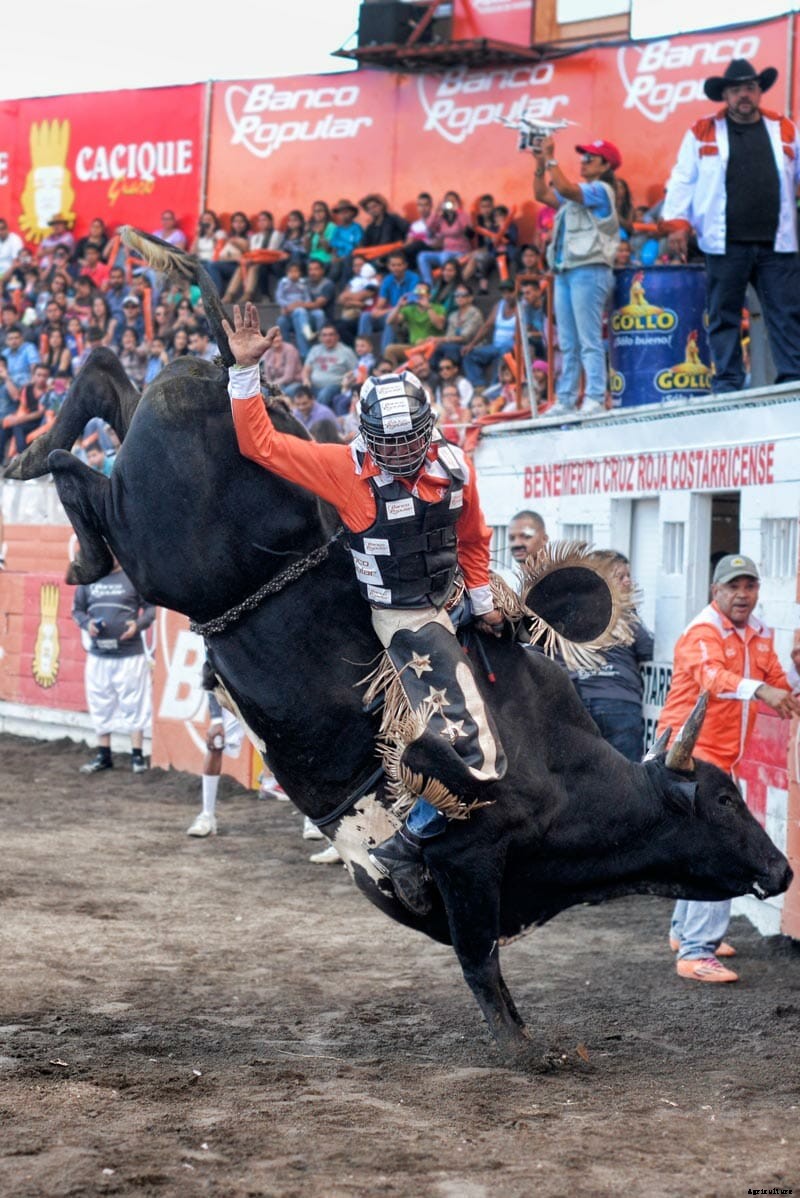 Photo Essay: Bullfighters of Costa Rica