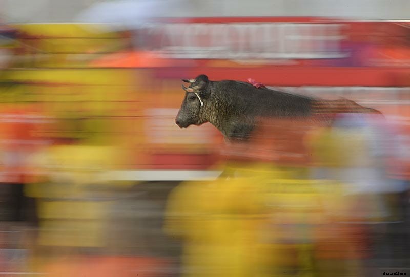 Photo Essay: Bullfighters of Costa Rica