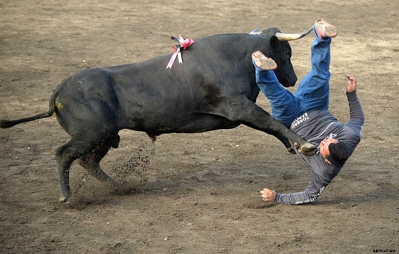 Photo Essay: Bullfighters of Costa Rica