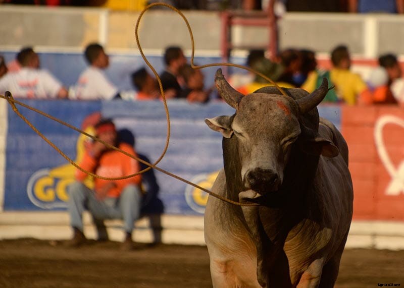Photo Essay: Bullfighters of Costa Rica