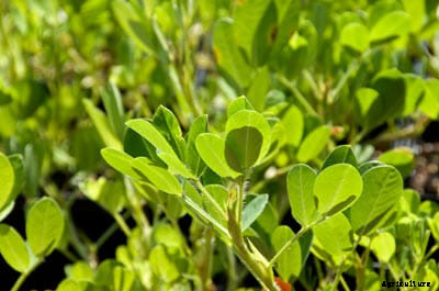The Original Southern Peanut Was Thought To Be Extinct, But One Farmer Is Bringing It Back