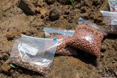 The Original Southern Peanut Was Thought To Be Extinct, But One Farmer Is Bringing It Back