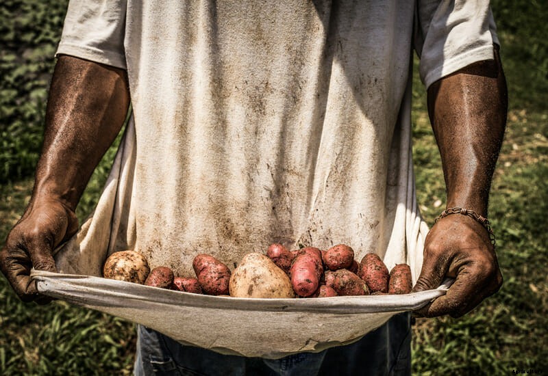 Photo Essay: Urban Gardens in Asheville
