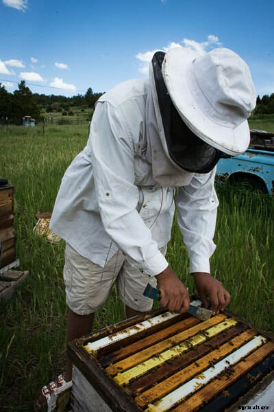 Honeybees: Keep on Survivin’