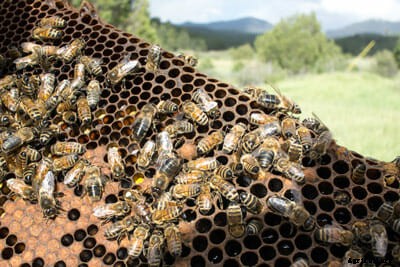 Honeybees: Keep on Survivin’