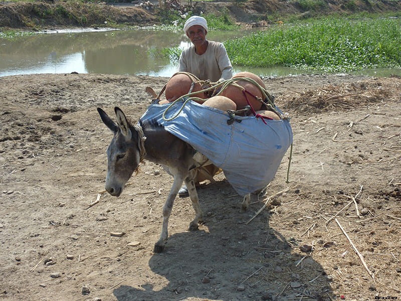 11 Photos of Donkeys Carrying Heavy Loads