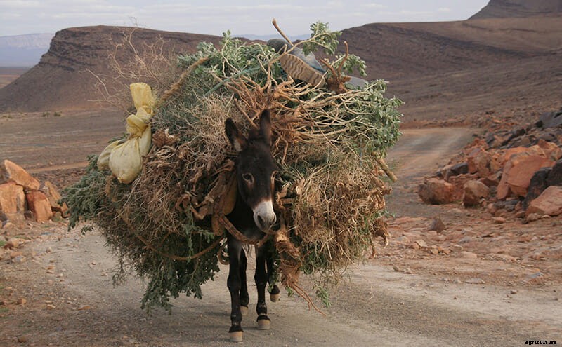 11 Photos of Donkeys Carrying Heavy Loads
