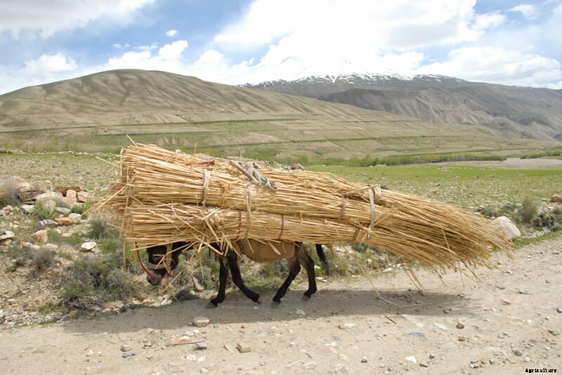11 Photos of Donkeys Carrying Heavy Loads