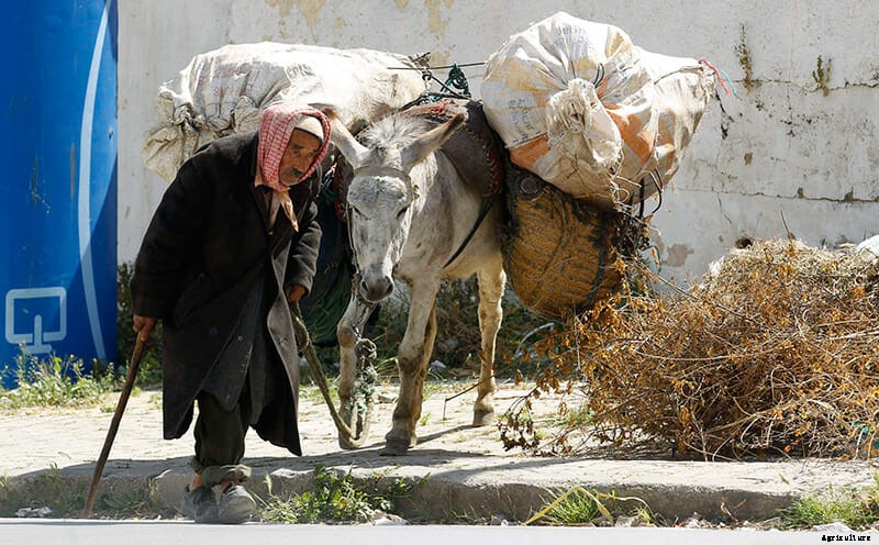 11 Photos of Donkeys Carrying Heavy Loads