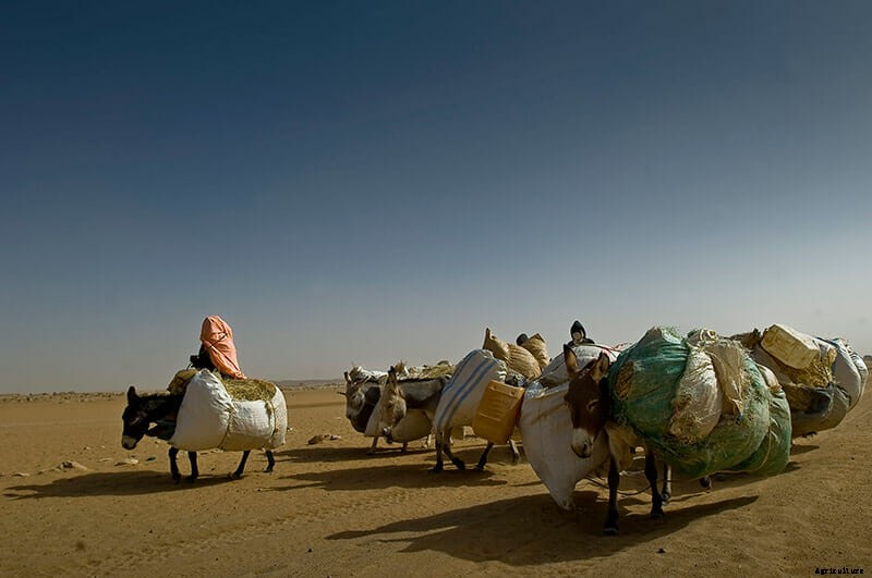 11 Photos of Donkeys Carrying Heavy Loads