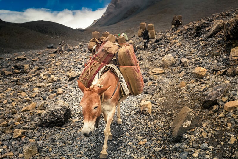 11 Photos of Donkeys Carrying Heavy Loads