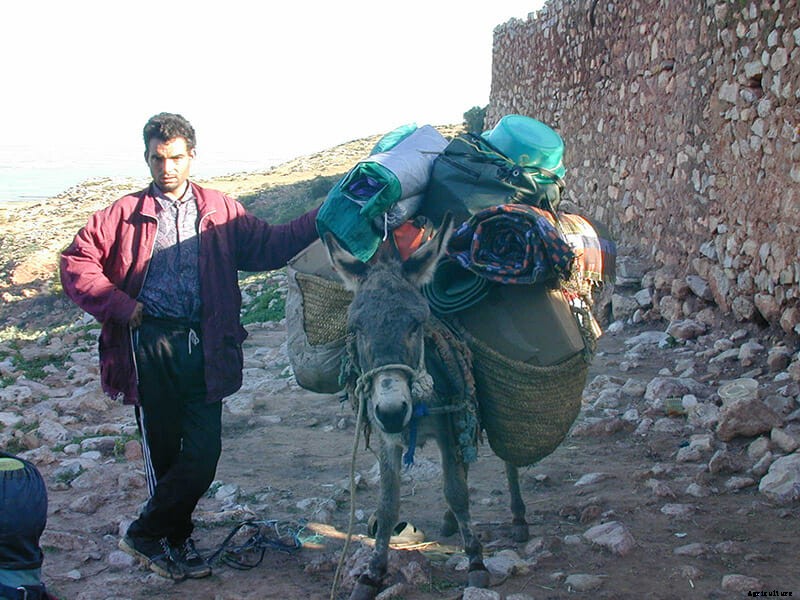 11 Photos of Donkeys Carrying Heavy Loads