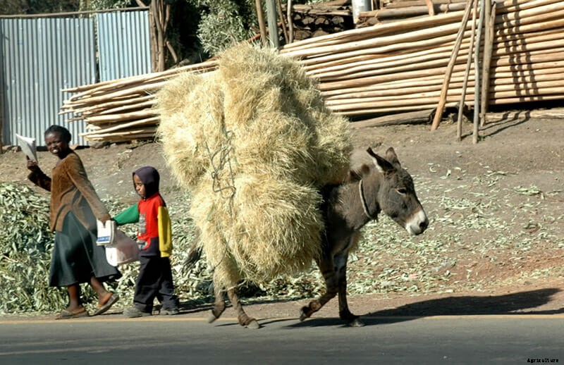 11 Photos of Donkeys Carrying Heavy Loads